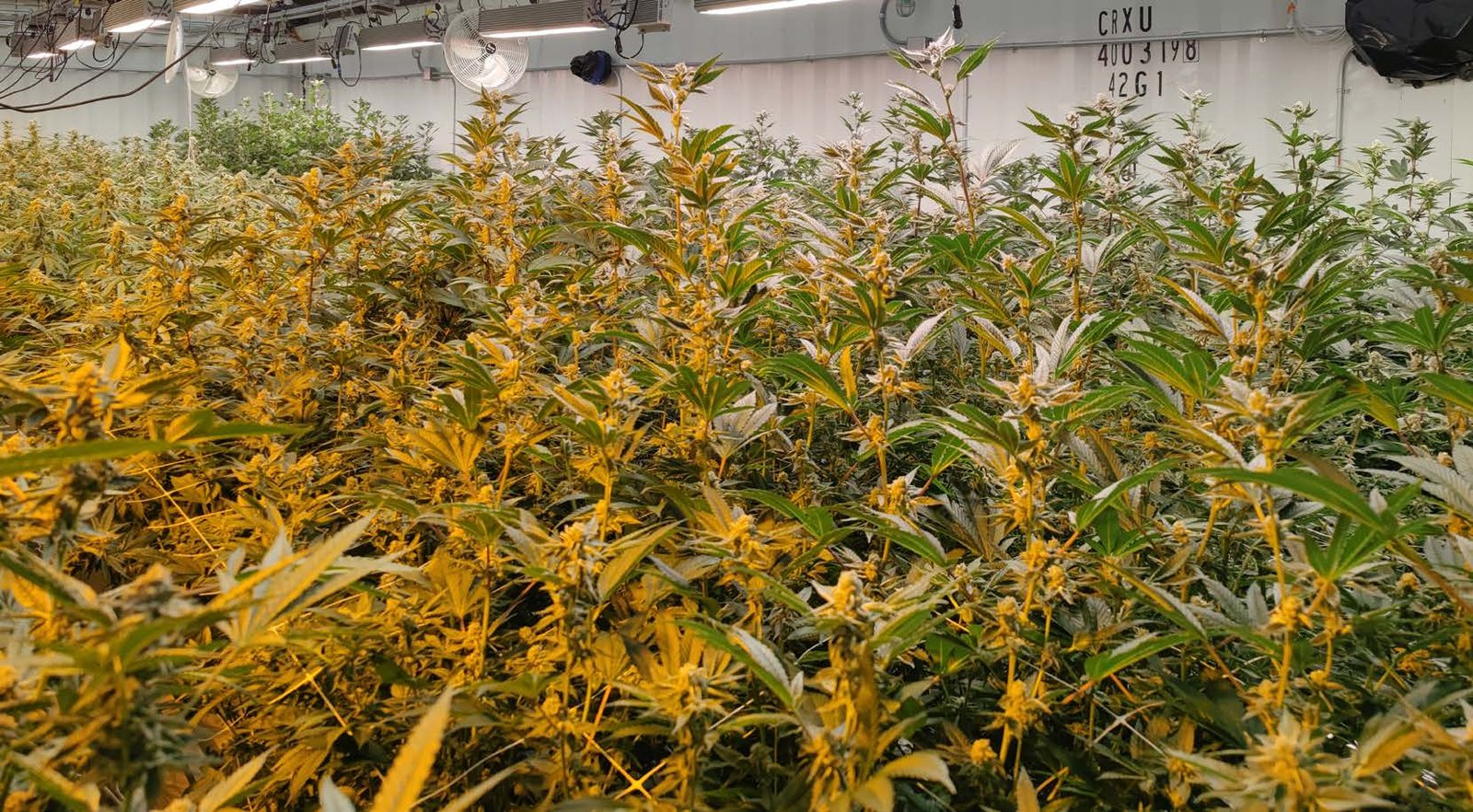 GL25 commercial cultivation application